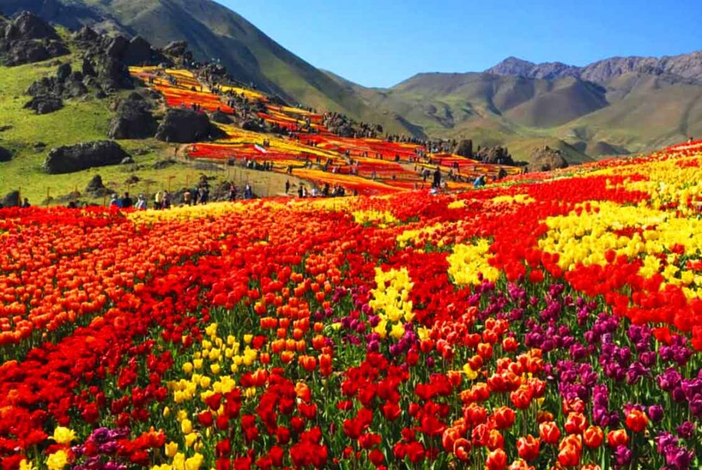 پیش دبستانی های البرز